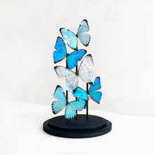 Load image into Gallery viewer, Butterfly Dome in Morpho