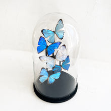 Load image into Gallery viewer, Butterfly Dome in Morpho