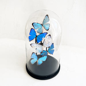 Butterfly Dome in Morpho