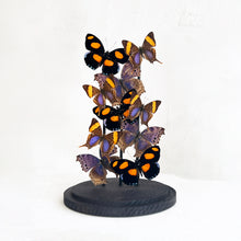 Load image into Gallery viewer, Butterfly Dome in Purples