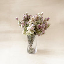 Load image into Gallery viewer, Kent Beauty Oregano Flowers