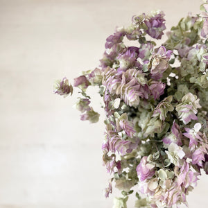 Kent Beauty Oregano Flowers