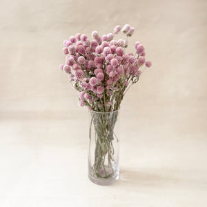 Blush Globe Amaranth