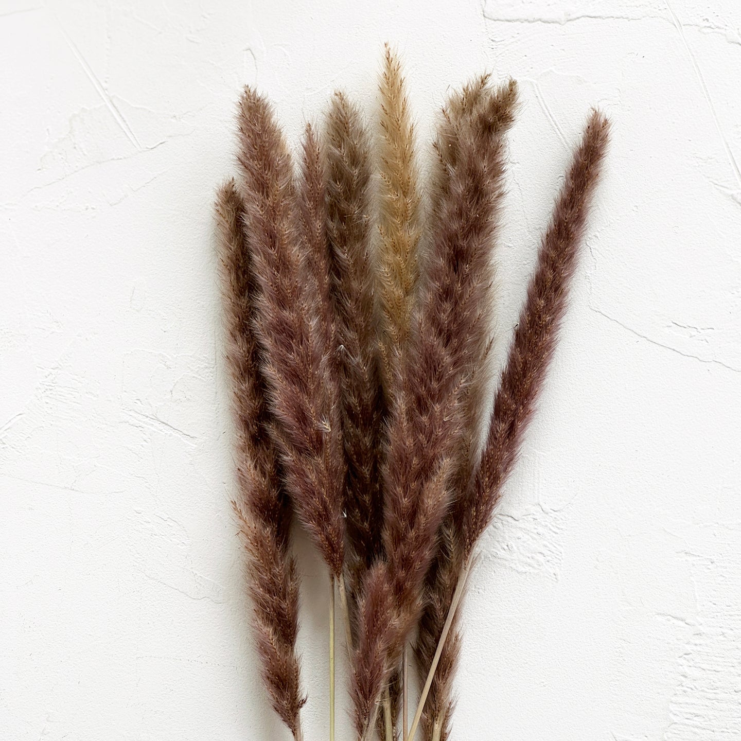 Dried Brown Pampas