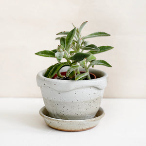 Wave Top Planter