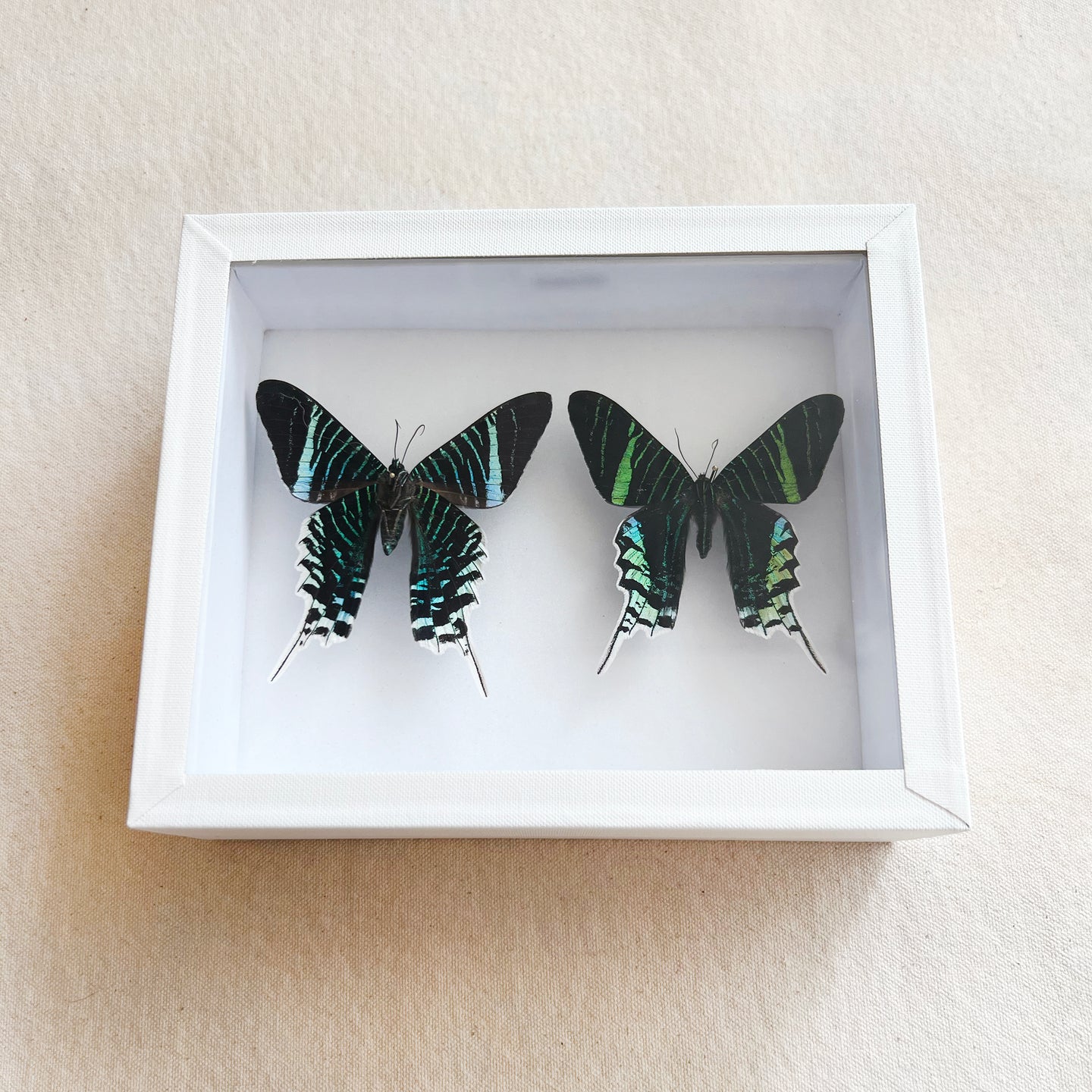 Framed Butterfly & Moth Specimens