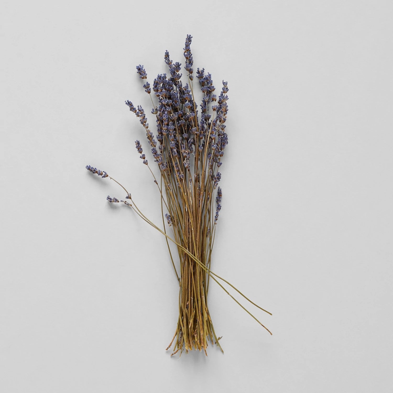 Dried Lavender Stems (Flowers)  Weir's Lane Lavender & Apiary