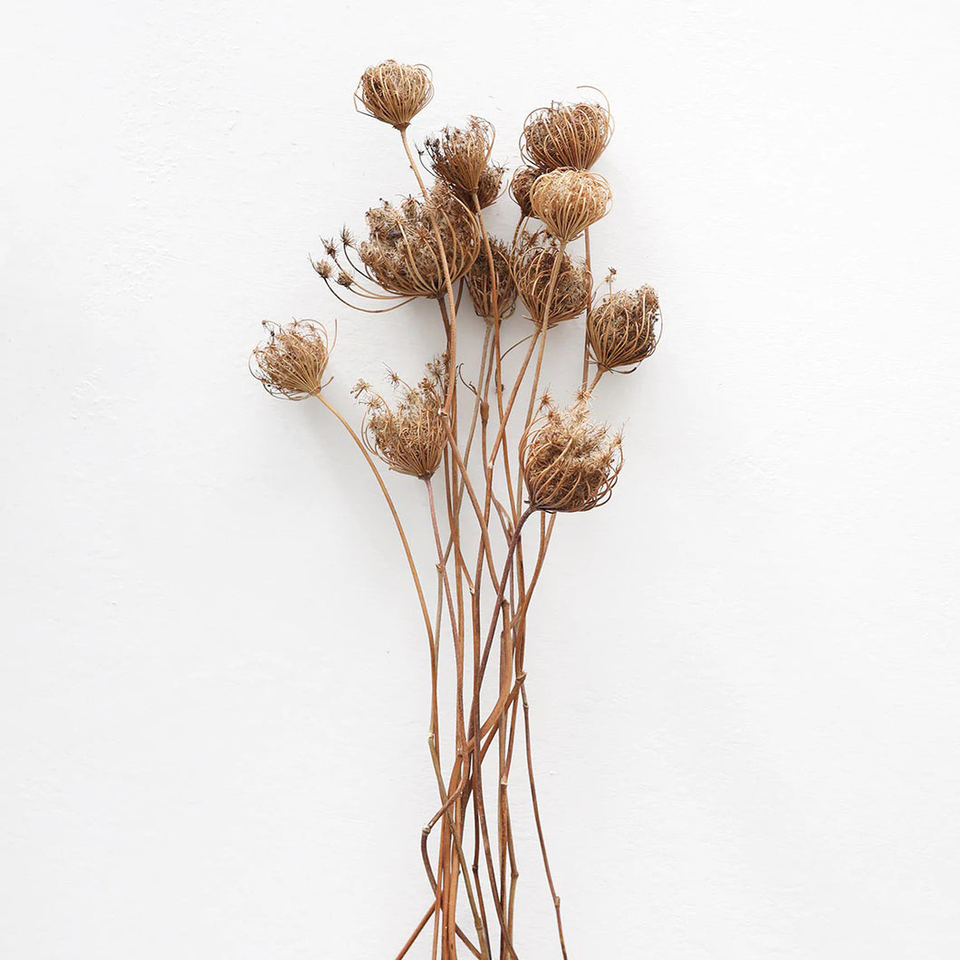 Dried Flower Assortment, Small Queen Anne Lace and Leaf